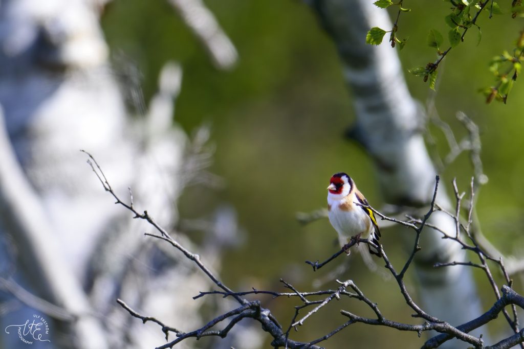 Steglits Öland Ulf Ekström
