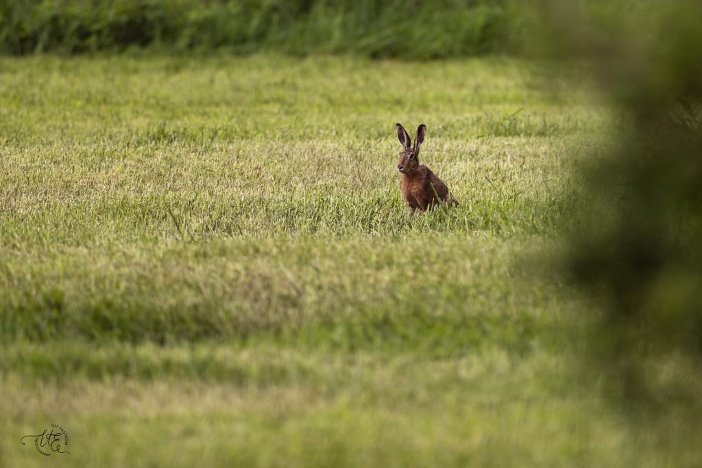 Fälthare Huseby Ulf Ekström