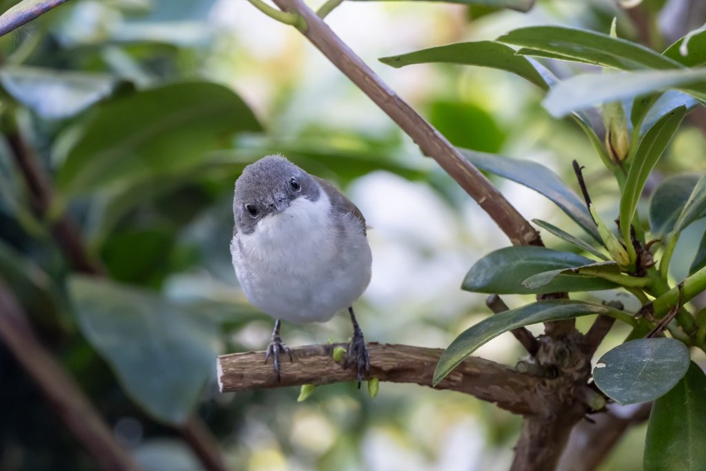 Ärtsångare Ljungby Rolf Nilsson