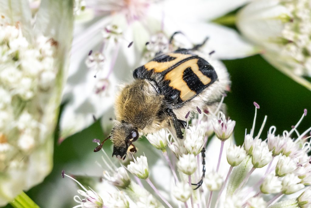 Bandad humlebagge Ljungby Rolf Nilsson