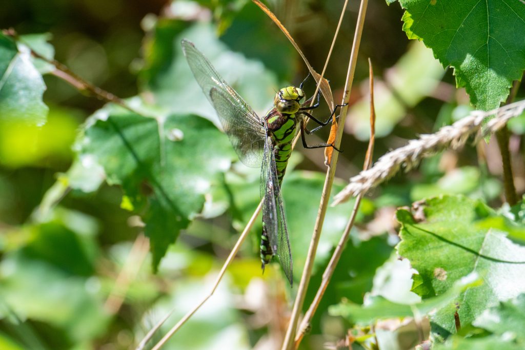 Blågrön mosaiktrollslända Ljungby Rolf Nilsson