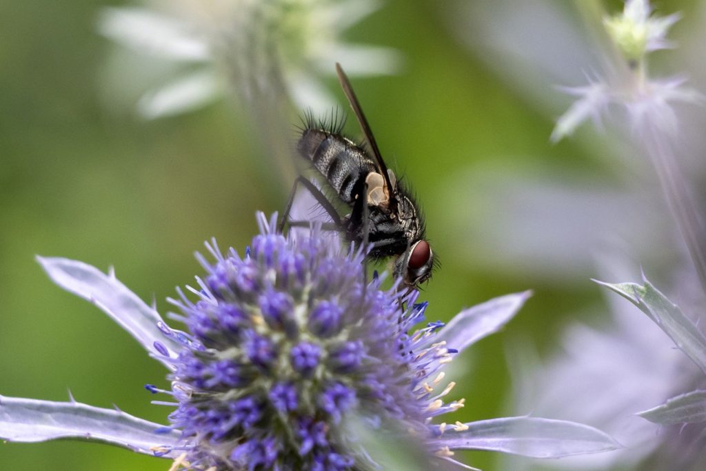 Dinera ferina Ljungby Rolf Nilsson