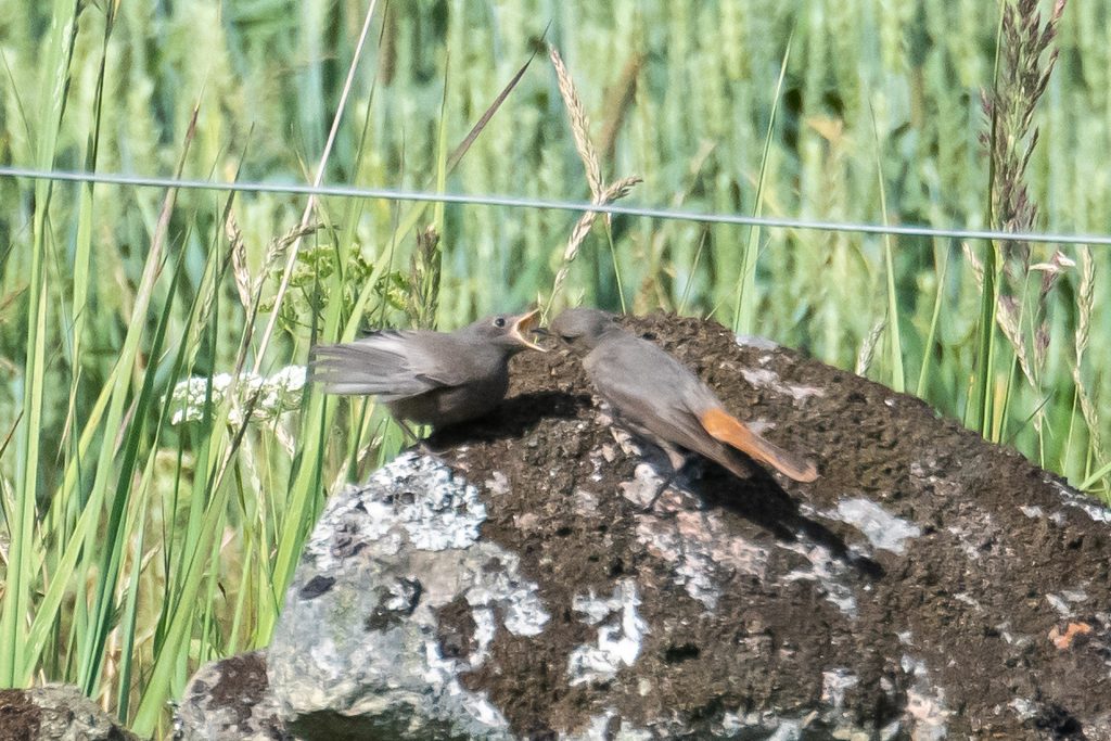 Svart rödstjärt Hovdinge Rolf Nilsson