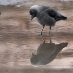 Kaja Conny Christensen
