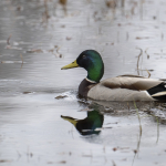 Gr&auml;sand Ivla Ulf Ekstr&ouml;m