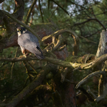 L&auml;rkfalk Conny Christensen