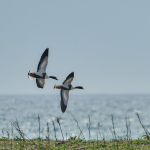 Gravand Conny Christensen