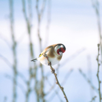 Steglits Hamneda Thomas Svennemyr