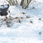 Steglits Hamneda Thomas Svennemyr