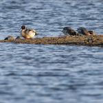 Stj&auml;rtand bl&auml;sand Tr&ouml;nninge Ulf Ekstr&ouml;m