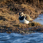 Tofsvipa Tr&ouml;nninge Ulf Ekstr&ouml;m