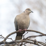 Turkduva Ljungby Rolf Nilsson