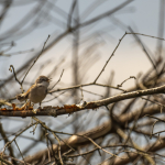 T&ouml;rns&aring;ngare Bredemad Ulf Ekstr&ouml;m