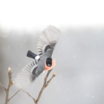 Domherre Hamneda Thomas Svennemyr