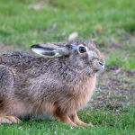 Hare Ljungby Rolf Nilsson
