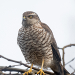 Sparvh&ouml;k Ljungby Rolf Nilsson