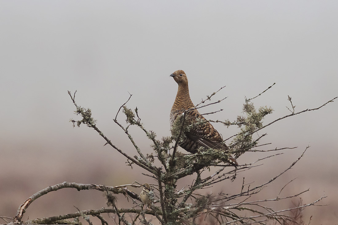 Orre Horsnäsamossen Ulf Ekström