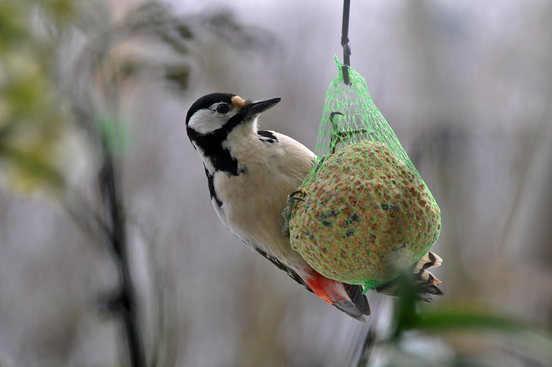 Större hackspett Öjarp Bengt Andersson