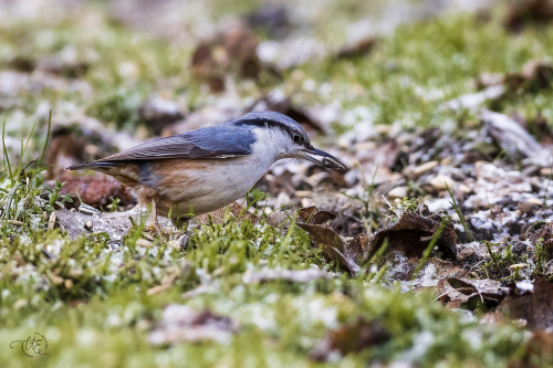 Nötväcka Skärvelid Ulf Ekström