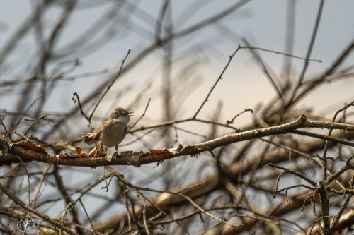 Törnsångare Bredemad Ulf Ekström