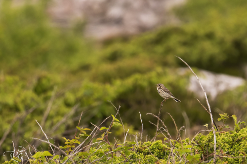 Ängspiplärka Falkenberg Ulf Ekström