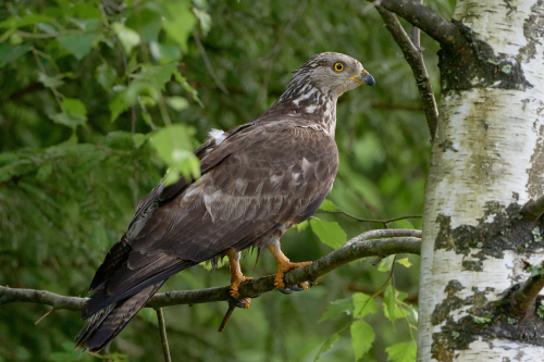 Bivråk Conny Christensen