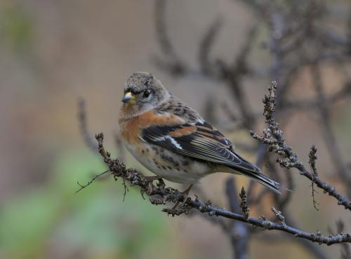 Bergfink Hans-Gösta Pettersson