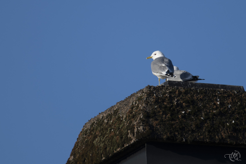 Fiskmås Ljungby Ulf Ekström