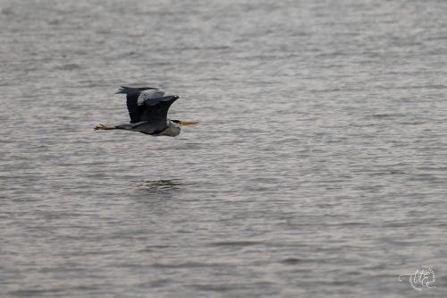 Gråhäger Öland Ulf Ekström