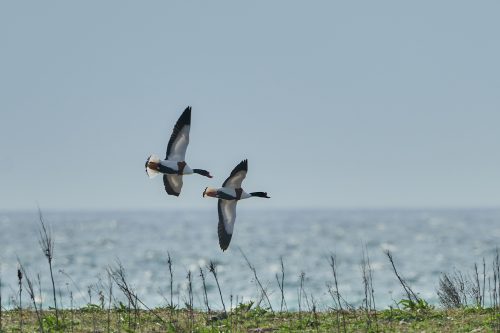 Gravand Conny Christensen