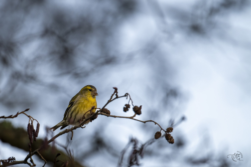 Grönsiska Ljungby Ulf Ekström