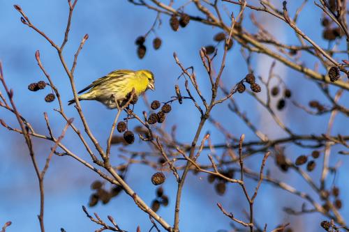 Grönsiska Ulf Ekström