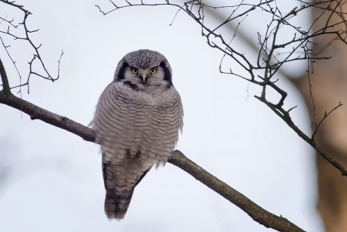 Hökuggla Helsingborg Ulf Ekström