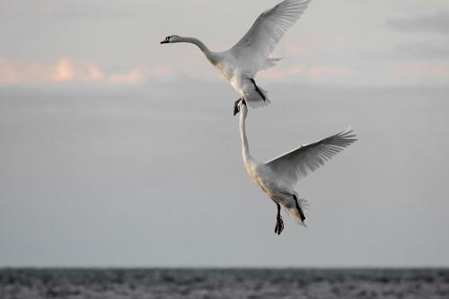 Knölsvan Tosteberga Conny Christensen