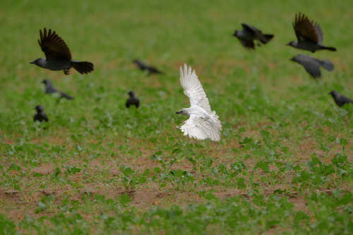 Kaja Össlöv Conny Christensen