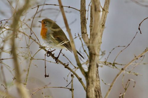 Rödhake Tutaryd Lars Jonsson