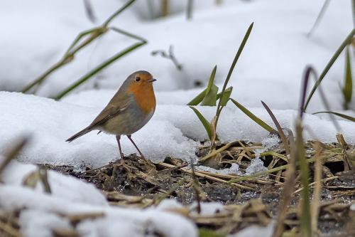 Rödhake Replösa Ulf Ekström