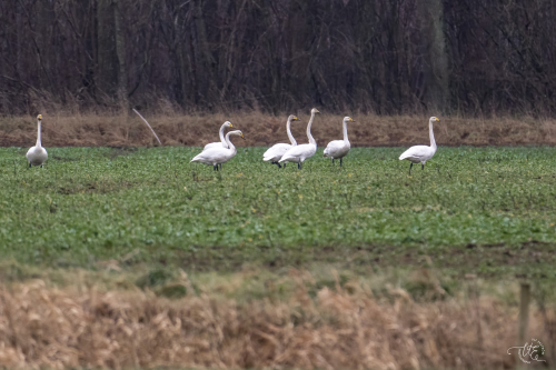 Sångsvan Åraslövs mosse Ulf Ekström