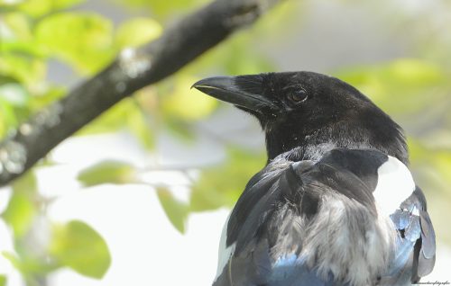 Skata Ljungby Rasmus Olsson
