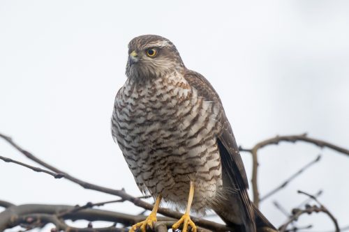 Sparvhök Ljungby Rolf Nilsson