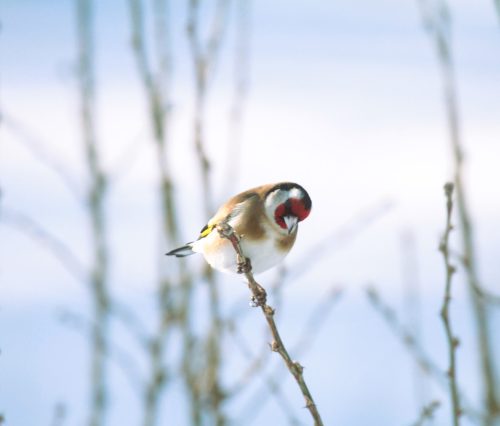 Steglits Hamneda Thomas Svennemyr