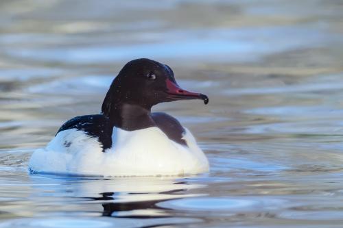 Storskrake Ulf Ekström