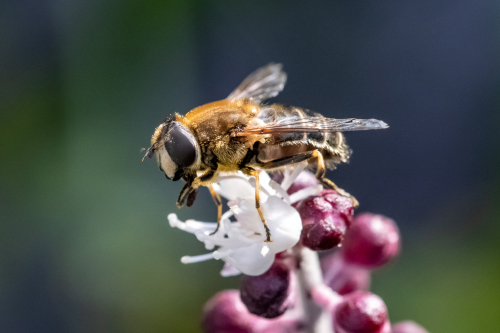 Storslamfluga Ljungby Rolf Nilsson
