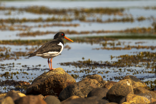 Strandskata Falkenberg Ulf Ekström
