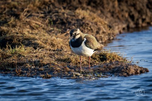 Tofsvipa Trönninge Ulf Ekström