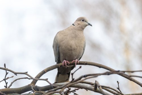Turkduva Ljungby Rolf Nilsson