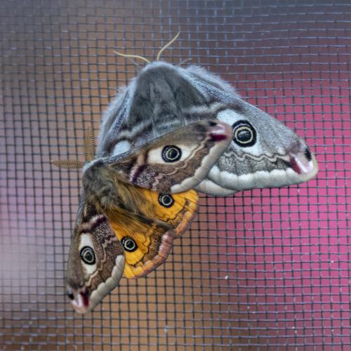 Mindre påfågelspinnare Ulf Ekström