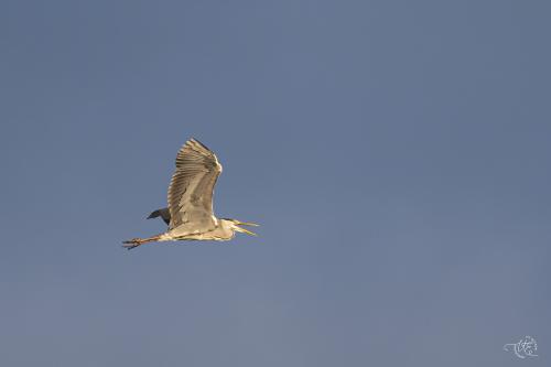 Häger Vissjön Ulf Ekström