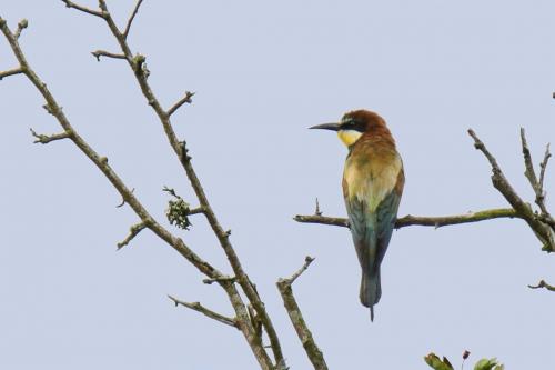 Biätare Öland Ulf Ekström