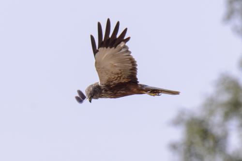 Brun Kärrhök Össlöv Ulf Ekström